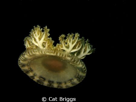 up is down - upside down jellyfish by Cat Briggs 