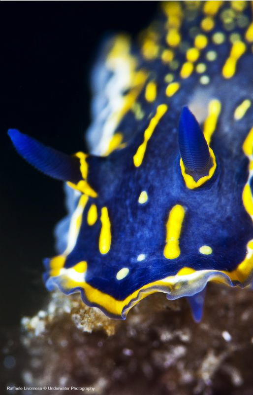 hypselodoris picta by Raffaele Livornese 