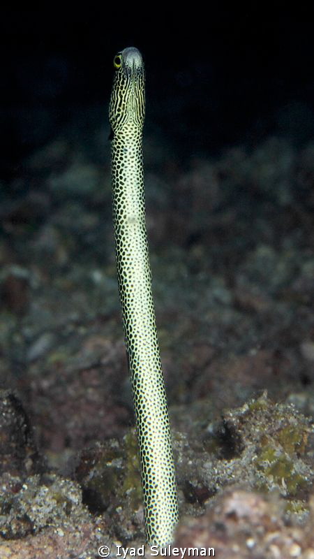 Spotted Garden Eel by Iyad Suleyman 