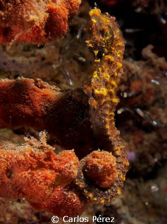 Seahorse by Carlos Pérez 