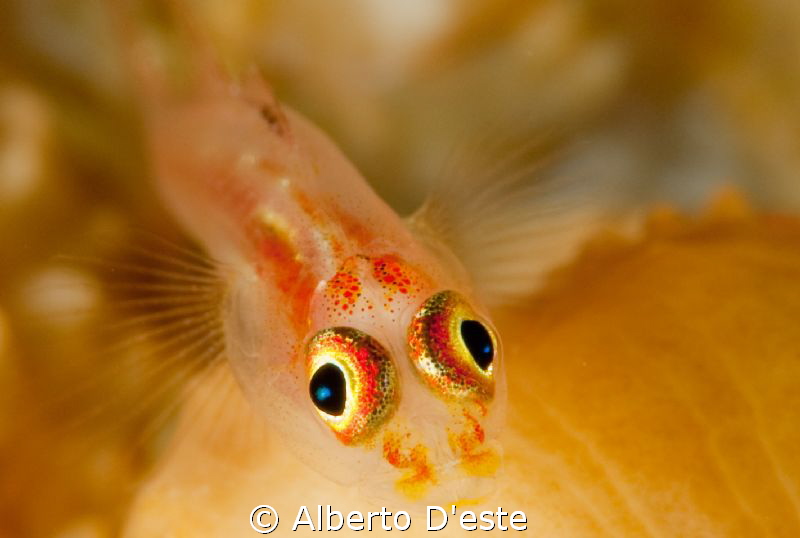 Goby by Alberto D'este 