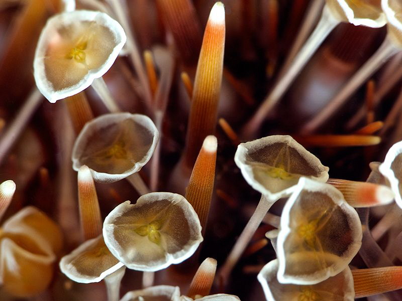 Venomous Sea Urchin 
taken with +15 diopter by Iyad Suleyman 