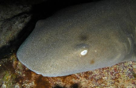 A nice little 4 ft nurse shark I found under under a ledg... by Michael Schlenk 