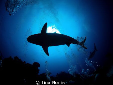 Sharks in Roatan, Honduras by Tina Norris 