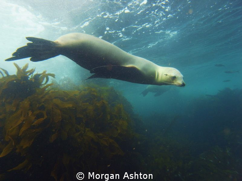 Sea Lion at Ship Rock off Santa Catalina island. by Morgan Ashton 