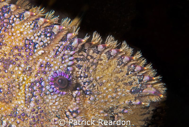 Slipper lobster closeup. by Patrick Reardon 