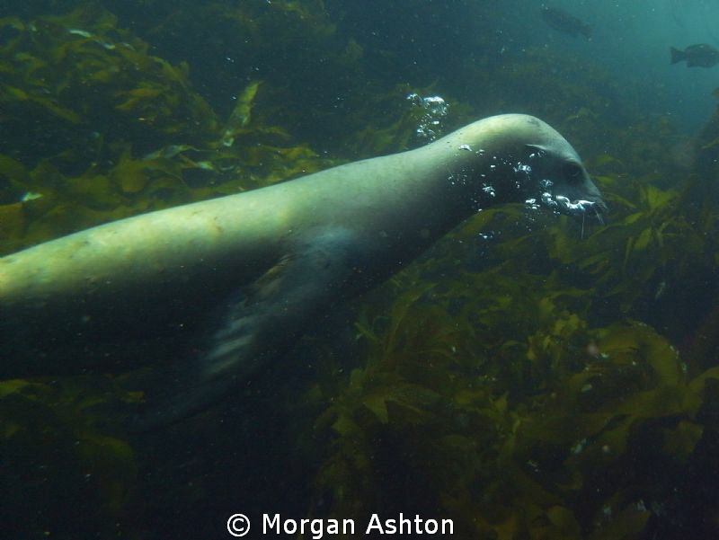 Blowing Bubbles. Sea Lion off of Catalina. DX-2G. by Morgan Ashton 