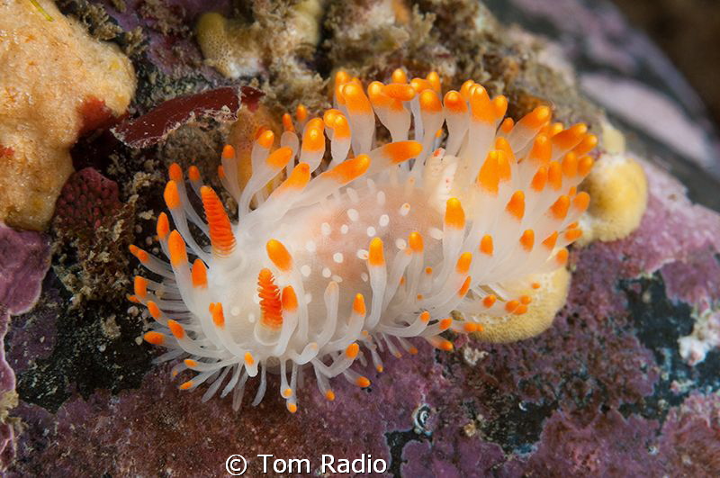 Limacia cockerelli
WA, U.S.A. by Tom Radio 