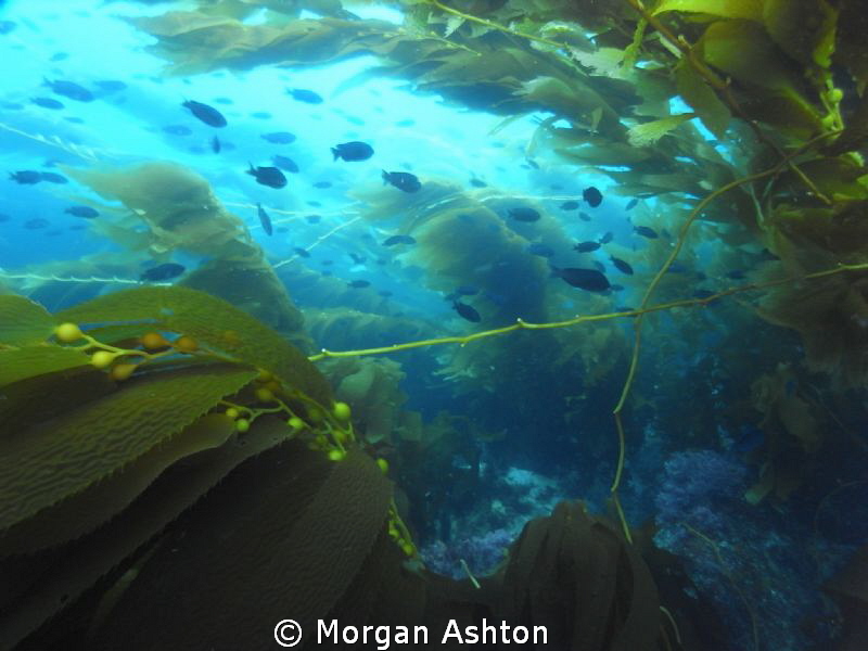 Kelp Dreams. Catalina Island. by Morgan Ashton 