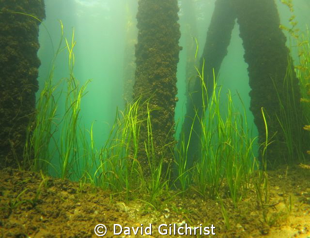 Beneath the Pier at the Swing Bridge site, Welland Scuba ... by David Gilchrist 