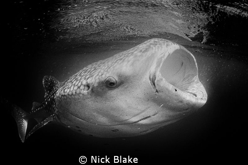 Taken in the same set of frames as a colour version I ent... by Nick Blake 
