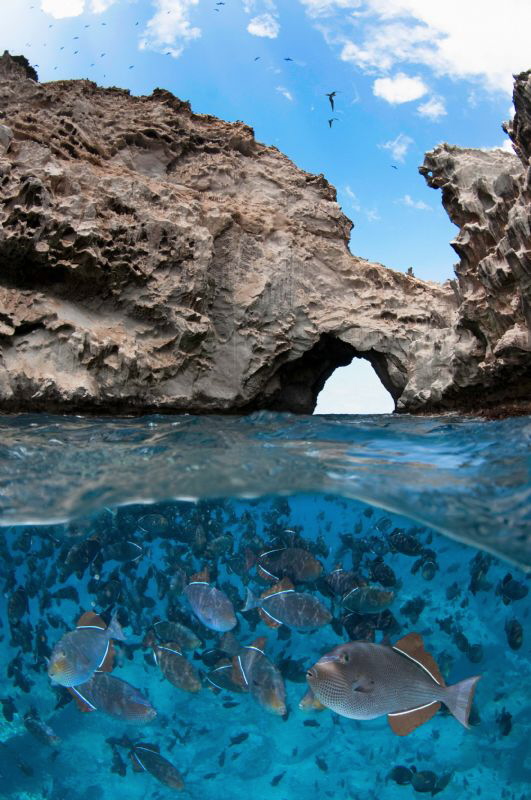 Black Durgon Triggerfish under Boatswain Bird Rock off As... by Paul Colley 