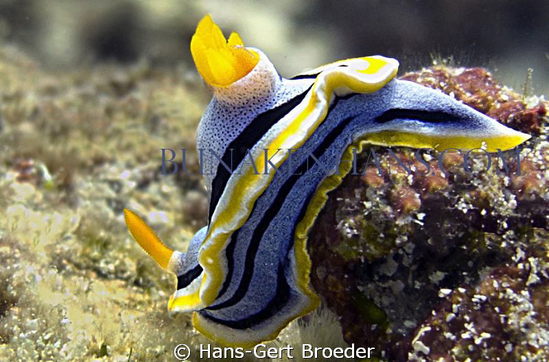 Commodoris Nudibranch
www.bunakenhans.com
Bunaken, Sula... by Hans-Gert Broeder 
