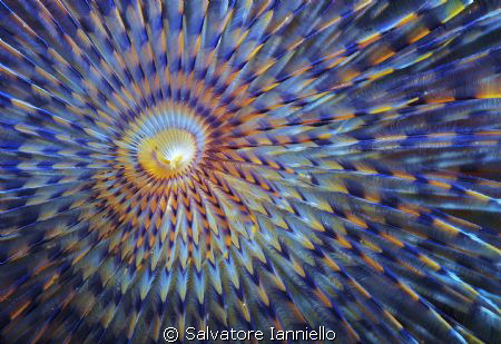 Vortice by Salvatore Ianniello 