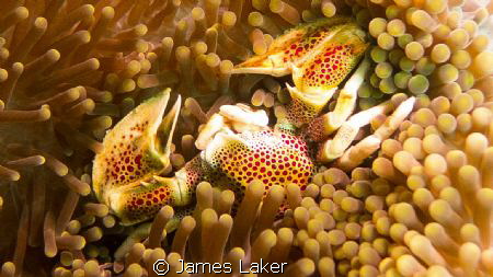 Porcelain Crab Taken on my recent trip to Komodo National... by James Laker 