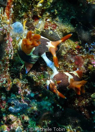 Nudibranch X-Rated!!! by Michelle Tobin 