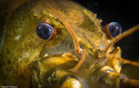 Crayfish series. by Philippe Velghe 
