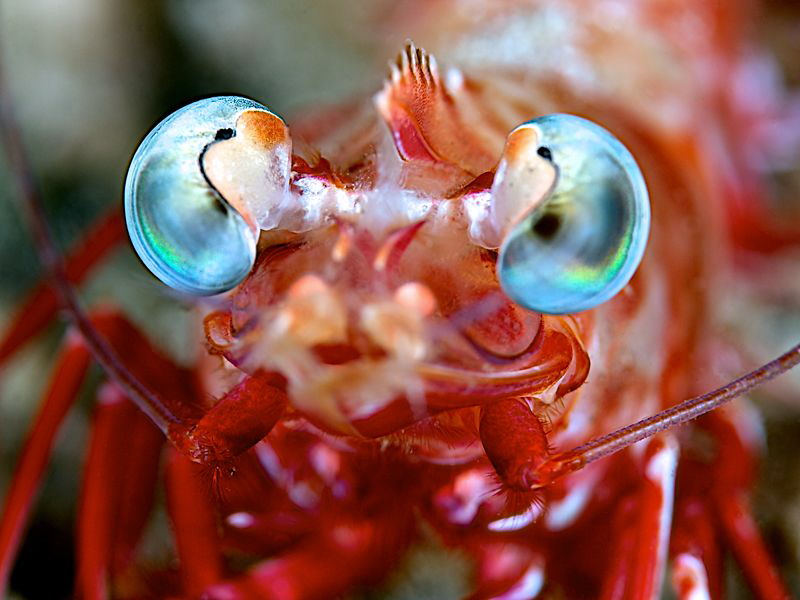Shrimp by Iyad Suleyman 