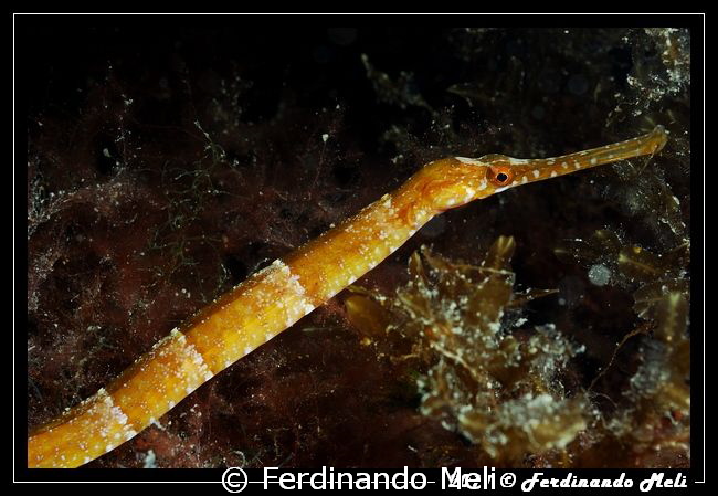 Seaweed fish by Ferdinando Meli 