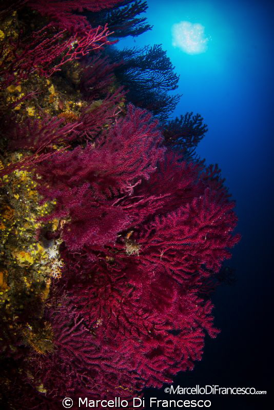 Gorgonian Fan by Marcello Di Francesco 