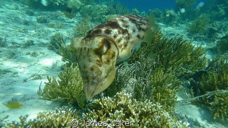 Cuttlefish by James Laker 
