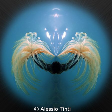 floating in the blue by Alessio Tinti 