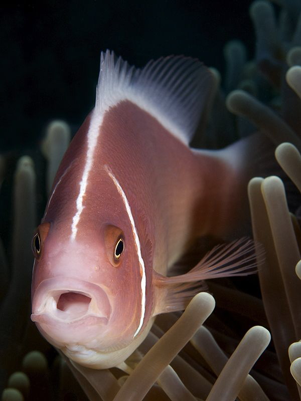 "Pink Anemonefish" by Iyad Suleyman 