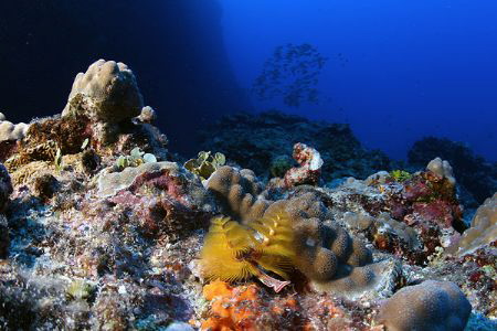 Xmas Tree Worm....WAM! by Martin Dalsaso 