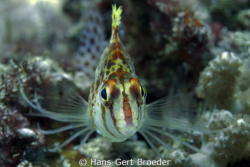 Hawkfish
www.bunakenhans.com
Bunaken,Sulawesi,Indonesia... by Hans-Gert Broeder 