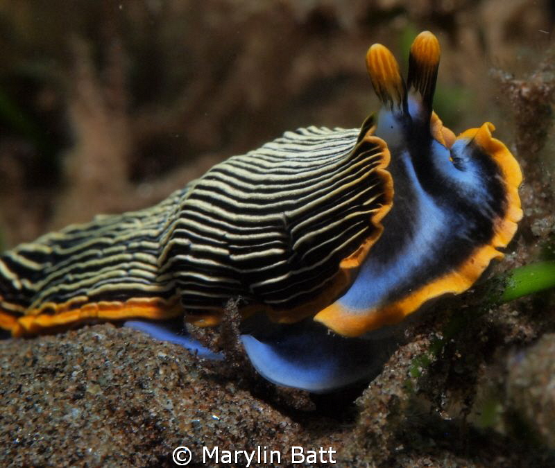 Arminid sp. nudibranch by Marylin Batt 