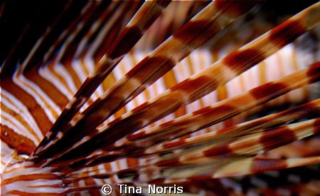 Lion Fish by Tina Norris 