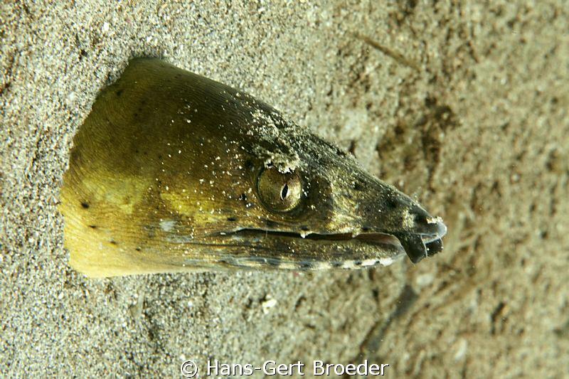 Snake Eel
www.bunakenhans.com
Bunaken,Sulawesi,Indonesi... by Hans-Gert Broeder 