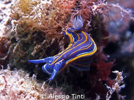 Isole Tremiti, shot with Canon G9 by Alessio Tinti 