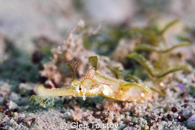 Pipe fish by Gleb Tolstov 