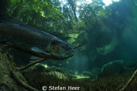In little mountain lake I've found a little paradise with... by Stefan Heer 