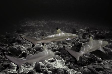 Blacktip reef sharks. desaturated colours tampered a litt... by Grant Kennedy 