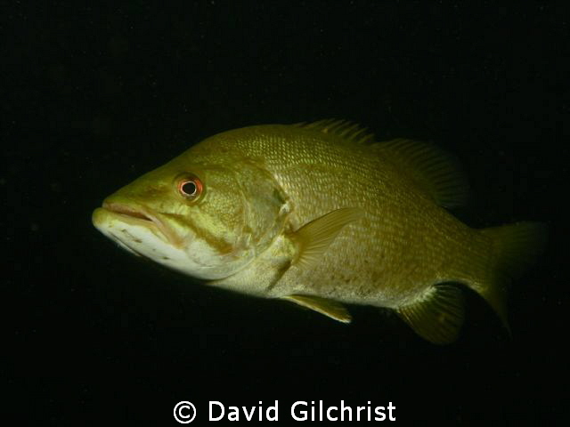 Bass. This large fellow approached to check me out while ... by David Gilchrist 