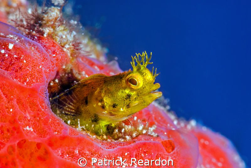 Secretary blenny in sponge.  Nice eye lashes!  Nikon 105 ... by Patrick Reardon 