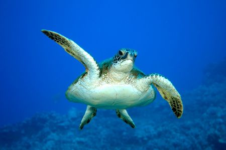 Green SeaTurtle,Maui shot on a dive trip to Lanai. D70 18... by Stephen Juarez 