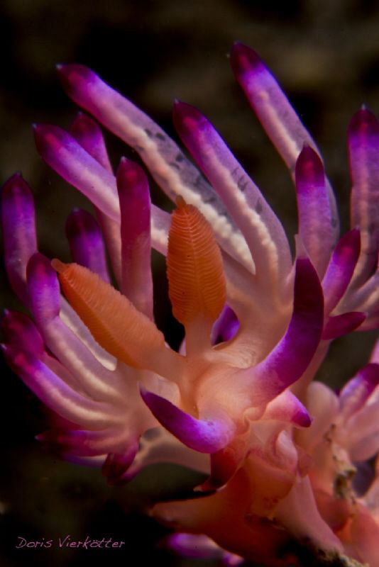 neonpink nudi by Doris Vierkötter 