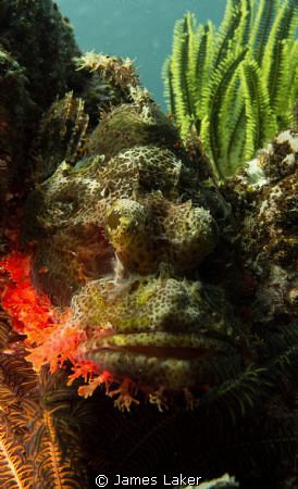 Scorpionfish conveniently waiting for me on a safety stop by James Laker 