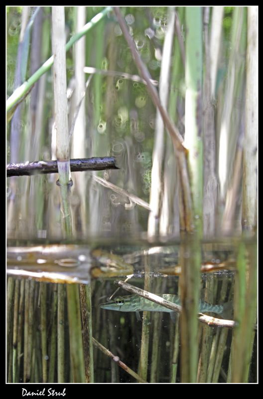 young pike in the reeds :-D by Daniel Strub 