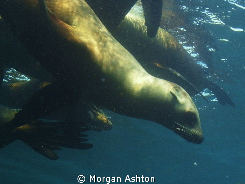 Breaking Away. Sea Lion at Ship Rock, Catalina. by Morgan Ashton 