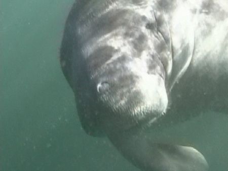 Manatee in Crystal River by Terrie Collins 