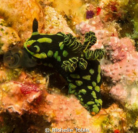 Nudibranch by Michelle Tobin 