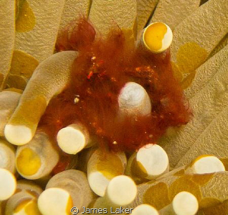 Orangutan Crab by James Laker 