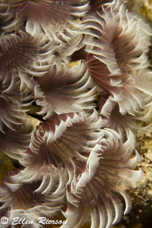 Social feather dusters in Grand Cayman taken with Canon T... by Ellen Rierson 