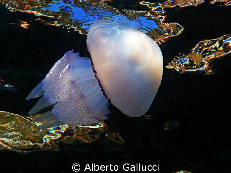 Rhizostoma pulmo by Alberto Gallucci 
