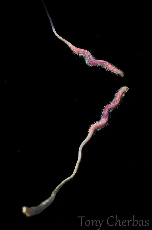 Fire on the Water: A Fire Worm ascends to the surface. by Tony Cherbas 