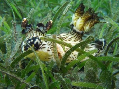 Beautiful Nudibranch, quite big too, about 20cm!
Popoh, ... by Yves Antoniazzo 